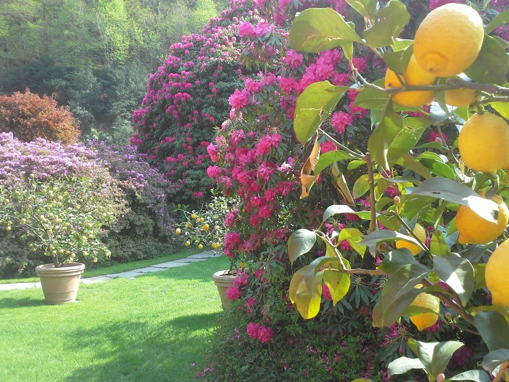 Park Hotel Villa Belvedere Cannobio Dış mekan fotoğraf